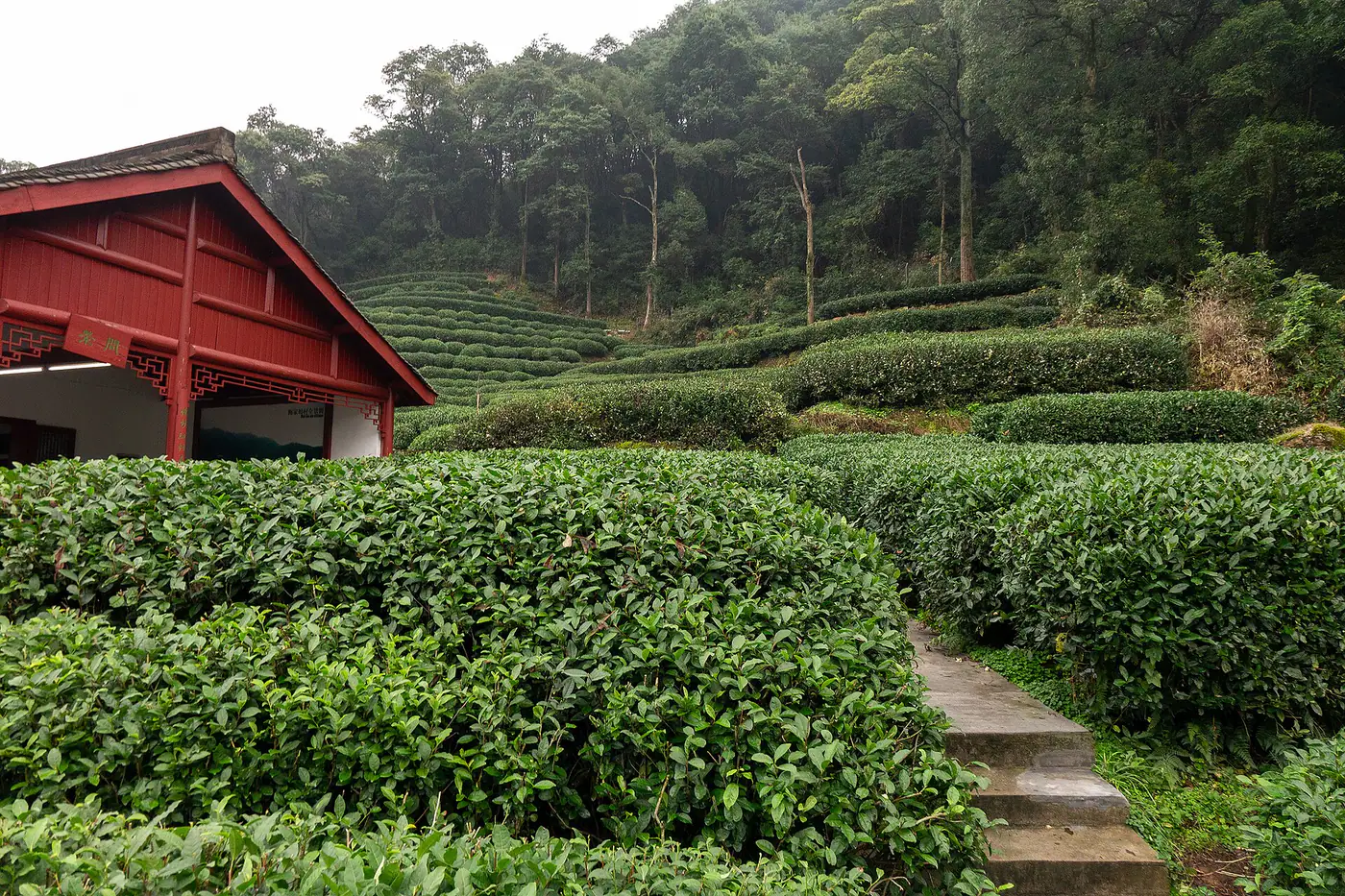 Fileiras de chá Longjing na aldeia de Meijiawu em Hangzhou