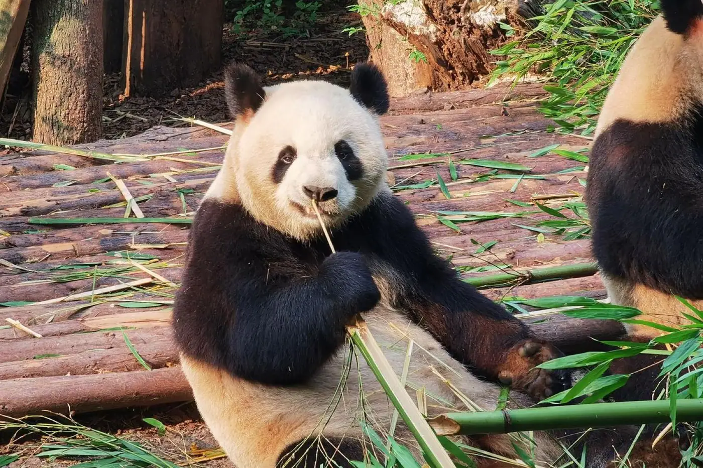 Chengdu