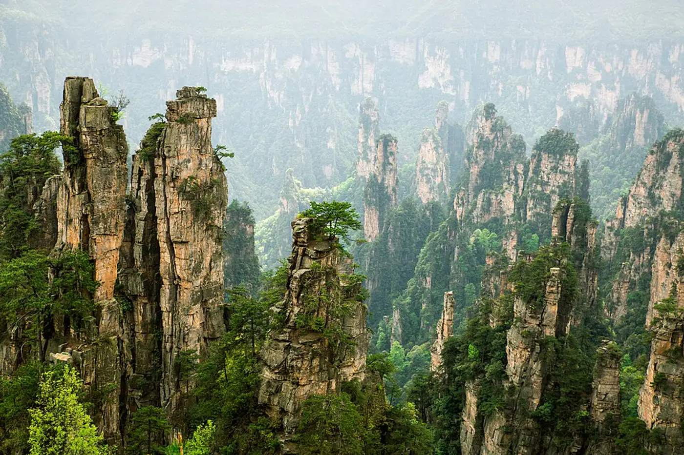 Floresta de pilares rochosos cobertos por vegetação em Wulingyuan, Zhangjiajie