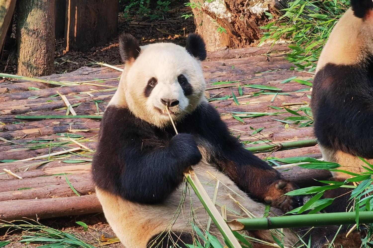 Sudoeste · Reino Secreto dos Pandas